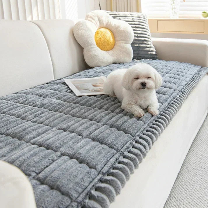 gray-dog